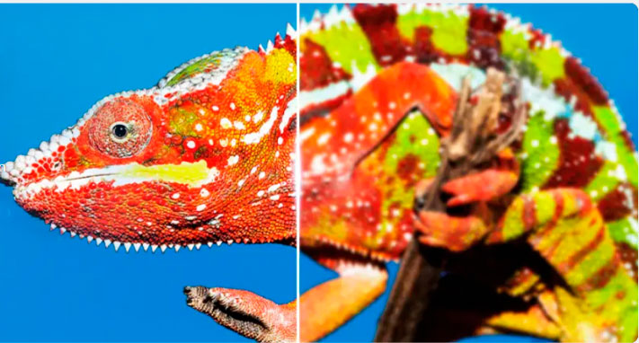 Smart TV 55 Semp TCL LED 4K Ultra HD 55S62 Google TV, HDMI, Google Assistente